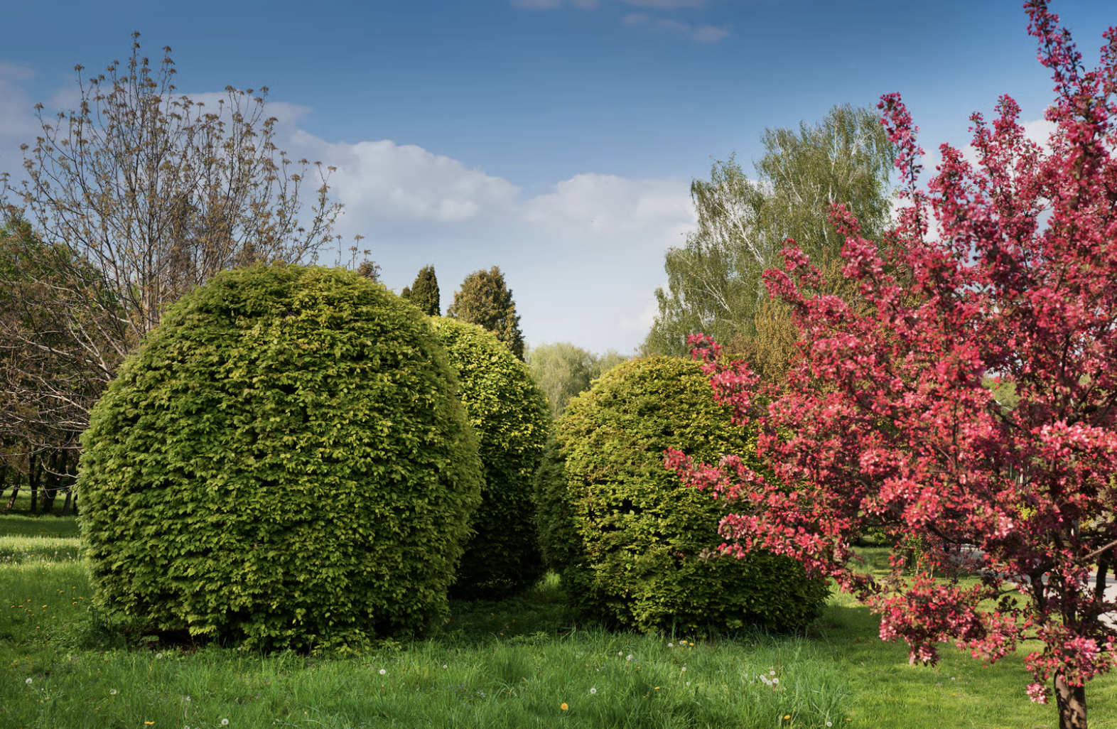Drzewa ozdobne – jak odmienić wygląd ogrodu w nowym sezonie?