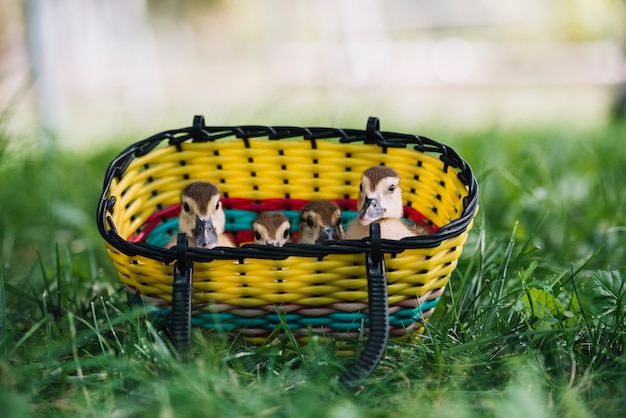 Jak meble Piknik Dziecięcy mogą wzbogacić przestrzeń Twojego ogrodu?